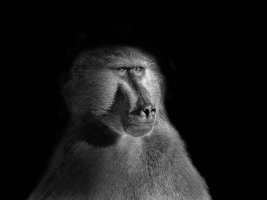 monochrome portrait of adult male Chacma Baboon clipart