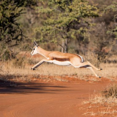 Springbok ceylan Güney Afrika savana yolda atlama