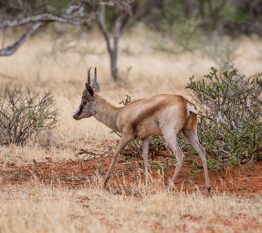 Güney Afrika savana yürüyüş springbok antilop