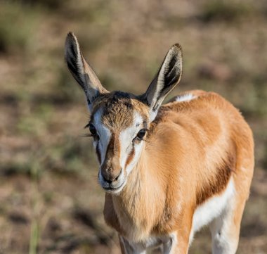 Güney Afrika savana Juvenil Springbok antilop portresi