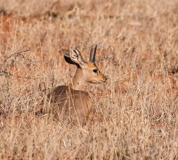 Steenbok Antilopa Ležel Trávě Jižní Africké Savany — Stock fotografie