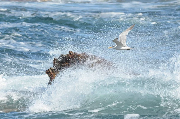 Swift Tern Sobrevolando Olas Agua Tormentosa — Foto de Stock