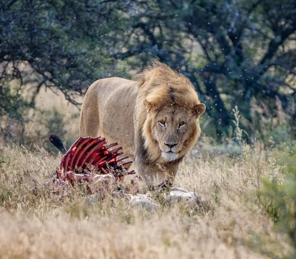 Güney Afrika Savana Onun Öldürmek Ile Yetişkin Erkek Aslan — Stok fotoğraf