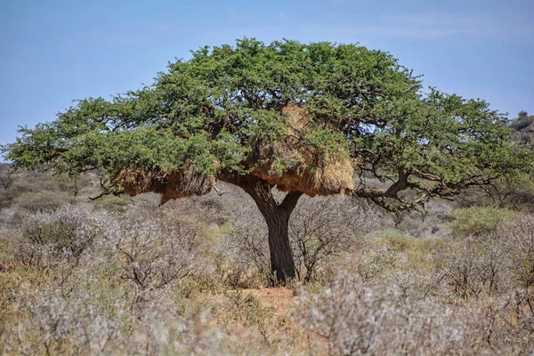 Комунікабельний Уівер Гніздиться Дерева Акації Південній Африці — стокове фото