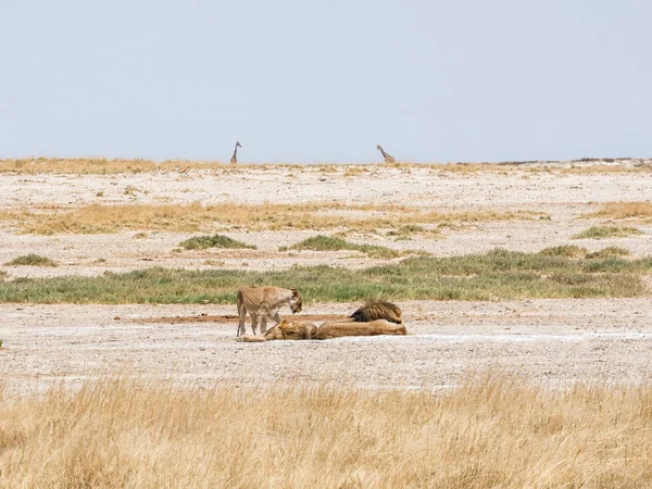 Сім Левів Лежачи Землю Намібії Савана — стокове фото