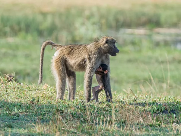 Chacma maymun anne bebeğini Namibya savana ile