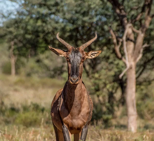 Portrait Tsessebe Antelope Southern African Savannah — Stock Photo, Image