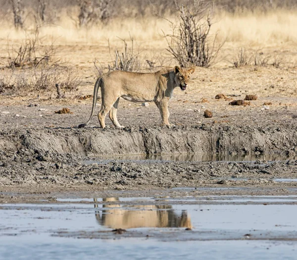 Dişi aslan sulama delik Namibya Savannah için yürüyüş 