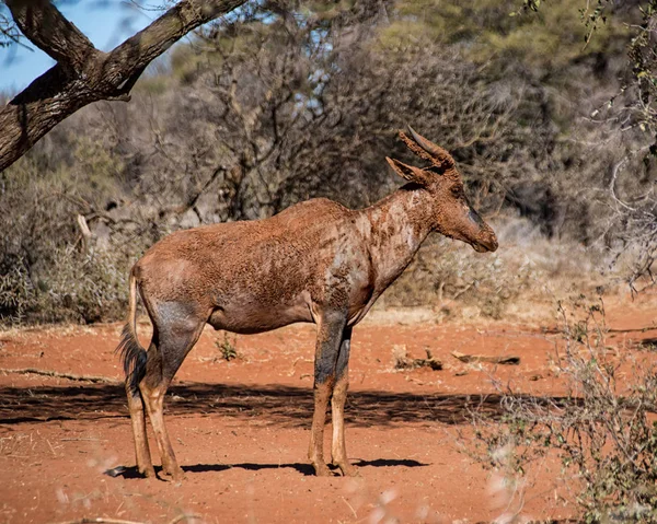 Lierantilope Antelope Zuidelijke Afrikaanse Savanne — Stockfoto