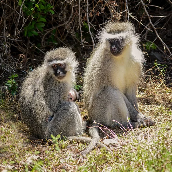 Grüner Affe Nordkap Südafrika — Stockfoto