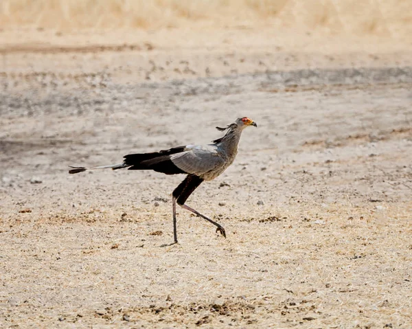 Savana, Namibya yürüme Secretarybird 
