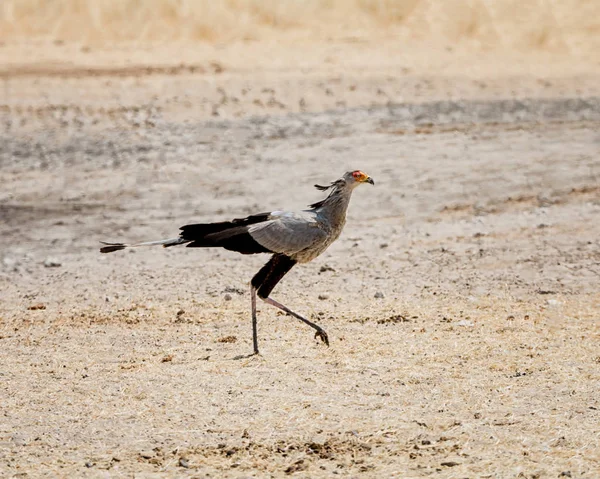 Secretarybird Caminando Savanna Namibia — Foto de Stock