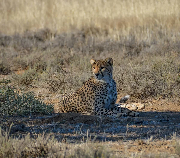 Jonge Cheetah Liggend Grond Zuidelijke Afrikaanse Savanne — Stockfoto