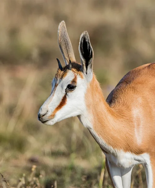 Portrét Springbok Antilopy Jižní Africké Savany — Stock fotografie