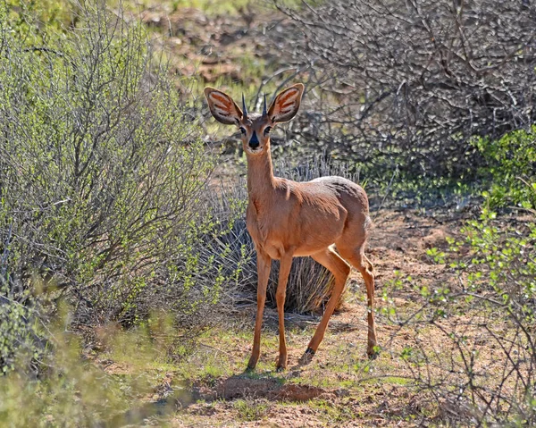 Antílope Steenbok Savana África Austral — Fotografia de Stock