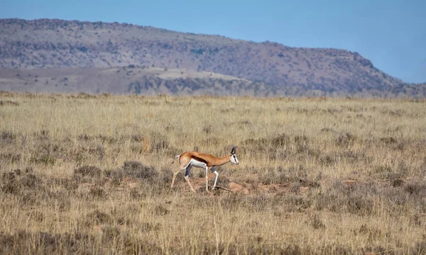 Güney Afrika savana yürüyüş springbok antilop