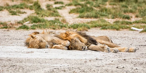 Par Leões Bisbilhotando Savana Namibiana — Fotografia de Stock