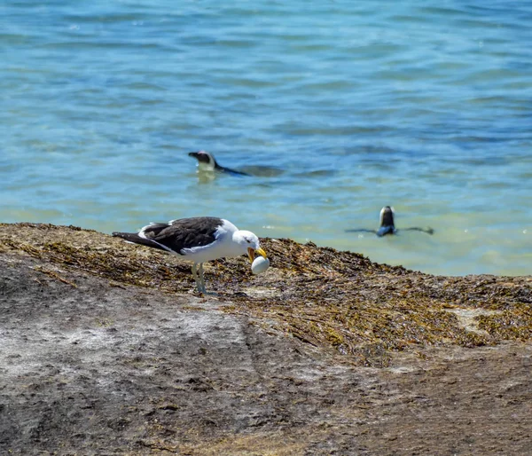 Gaivota Comendo Ovo Pinguim África Austral — Fotografia de Stock