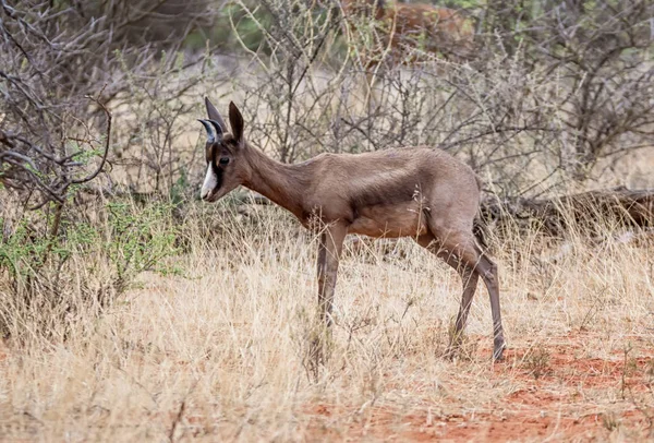 Antilope Springbok Che Cammina Nella Savana Dell Africa Australe — Foto Stock