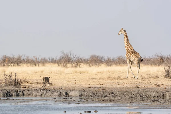 母狮非常小心地看着长颈鹿 她走过去在在纳米比亚稀树草原浇水孔 — 图库照片