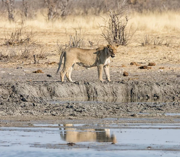 Löwin Läuft Wasserloch Namibischer Savanne — Stockfoto