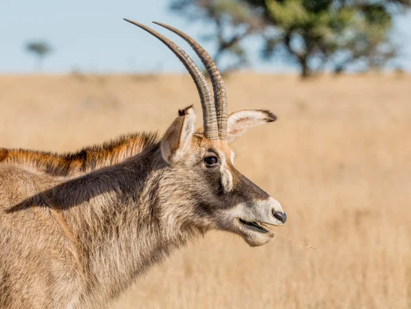 Retrato Lateral Roan Antelope Savana África Austral — Fotografia de Stock