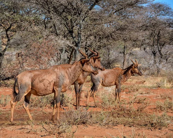 Tsessebe antilop kırmızı çamur banyosu Savannah sonra 
