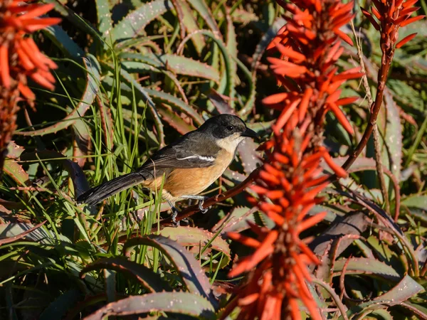 Aloe tesisi Güney Afrika Güney Boubou tünemiş 