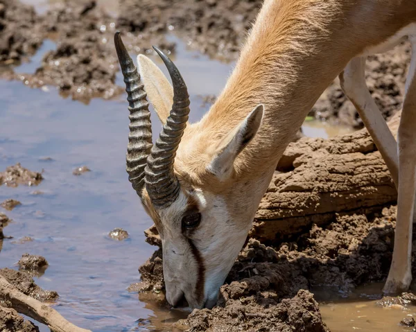 Springbok antilop içme suyunda Güney Afrika savana