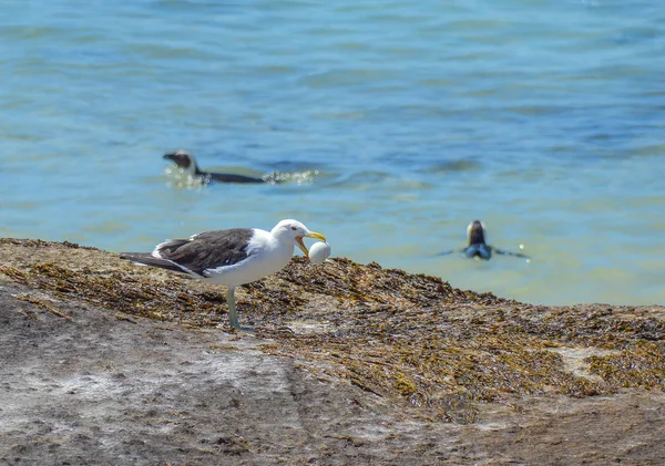 Gaivota Comendo Ovo Pinguim África Austral — Fotografia de Stock