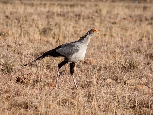 Secretarbird Walking Grassland Eastern Cape South Africa — Stock Photo, Image
