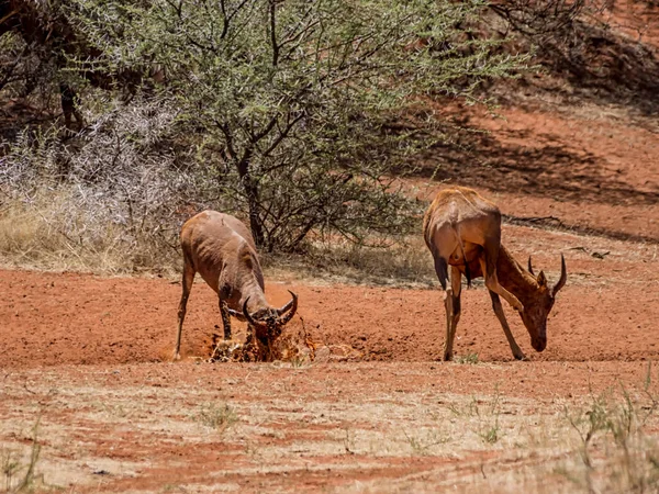 Çamur banyosu Güney Afrika savana sahip Tsessebe antilop