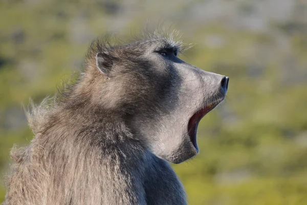 Mannelijke Beerbaviaan Aangedrongen Zijn Troepen Zuid Afrika — Stockfoto