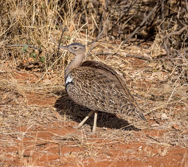Kırmızı ibikli Korhaan ayakta Savannah, Güney Afrika