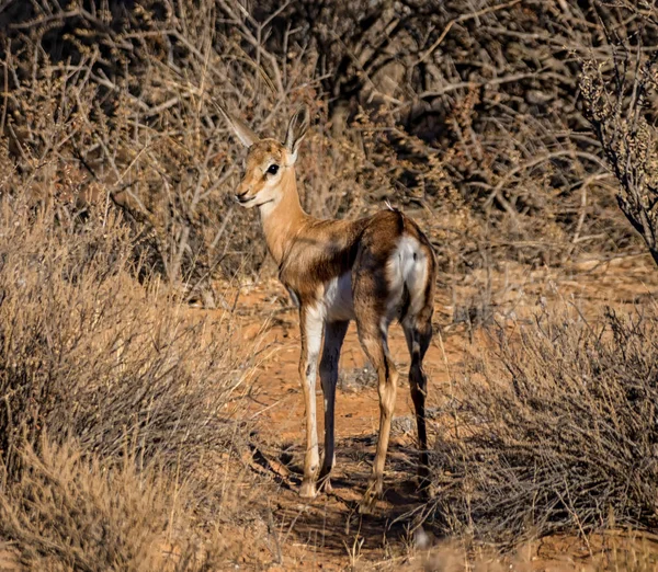 Młode Antylopy Springbok Południowej Afrykańskiej Sawanny — Zdjęcie stockowe