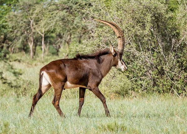 Antilopa Vraná Jižní Africké Savany — Stock fotografie