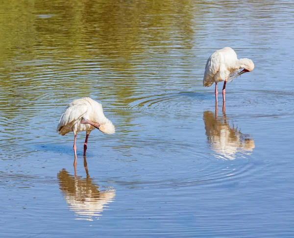 Spoonbills Africains Pêchant Dans Point Abreuvement Dans Savane Afrique Australe — Photo