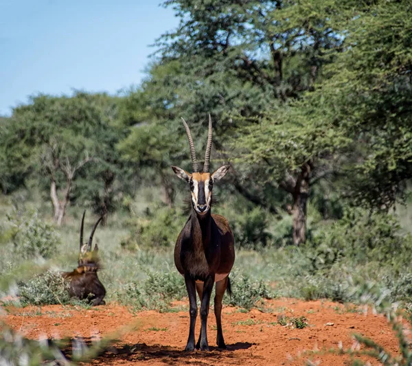 Sable Antelopes Southern African Savanna — Stock Photo, Image