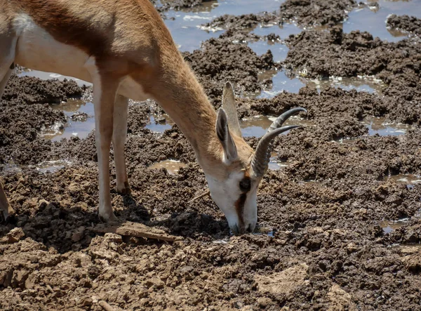 Springbok antilop içme suyunda Güney Afrika savana