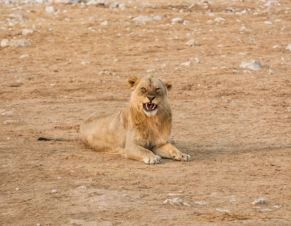 León Macho Acostado Sabana Namibia — Foto de Stock