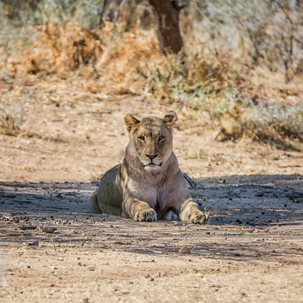 Namibya Savana Yürüyen Dişi Aslan — Stok fotoğraf