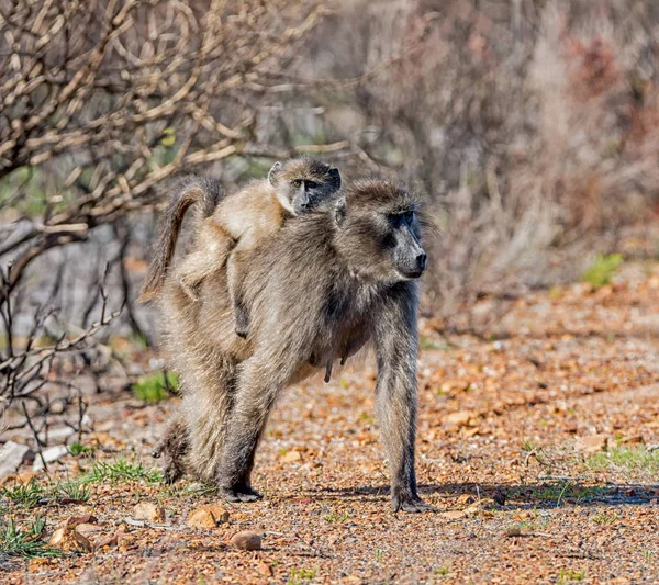 Madre Chacma Babuino Con Bebé Sur África — Foto de Stock