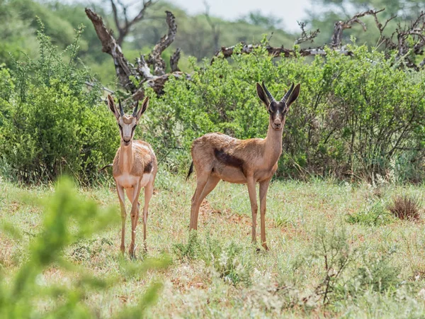 Antilopa Skákavá Antilopy Jižní Africké Savany — Stock fotografie