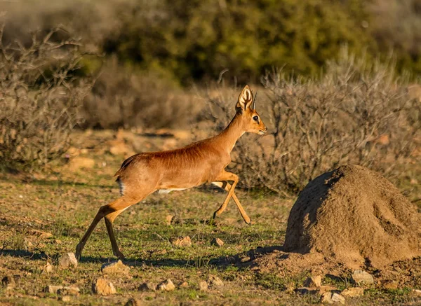 Steenbok Gazelle Macho Caminhando Savana África Austral — Fotografia de Stock