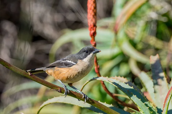 Zuidelijke Boubou Zittend Aloë Bush Zuidelijk Afrika — Stockfoto