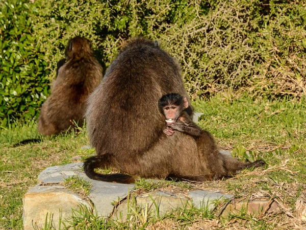 Madre Chacma Babuino Con Bebé Sur África — Foto de Stock