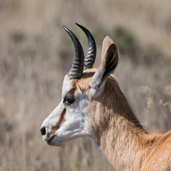 Güney Afrika savana Springbok antilop 