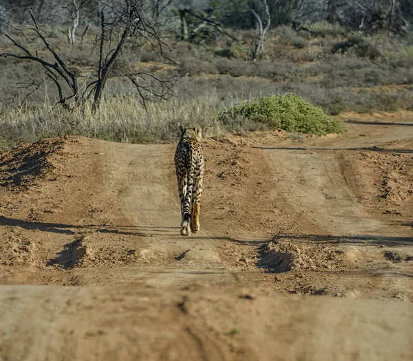 Rear view of juvenile Cheetah walking down dirty track in Southern African Savannah