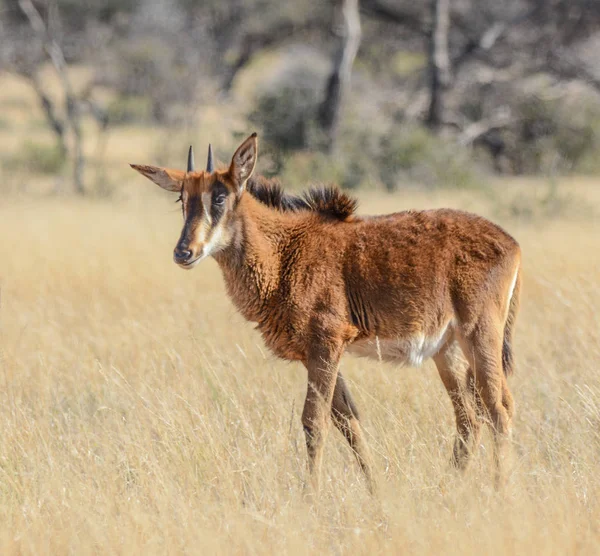 Sable Calf Walking Grass Northern Cape South Africa — Stock Photo, Image