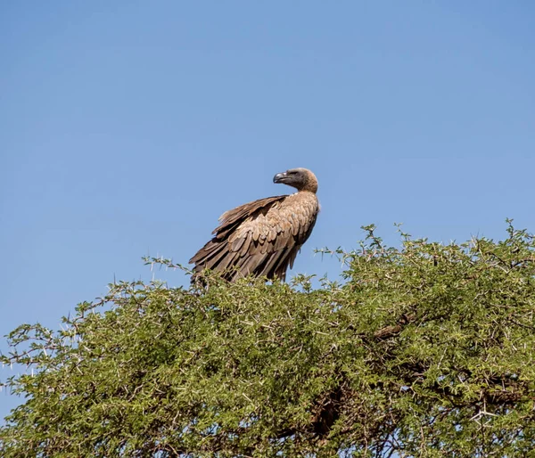 Güney Afrika savana ağacında ak sırtlı akbabası tünemiş